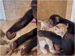 Video: शेर के छोटे शावकों से पहली बार मिला चिंपैंजी, फिर मां की तरह लुटाया प्यार