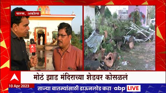 Akola Tree Accident : अकोल्यात मंदिरावर झाड कोसळून 7 जणांचा मृत्यू, जाणूव घ्या नेमकं काय घडलं