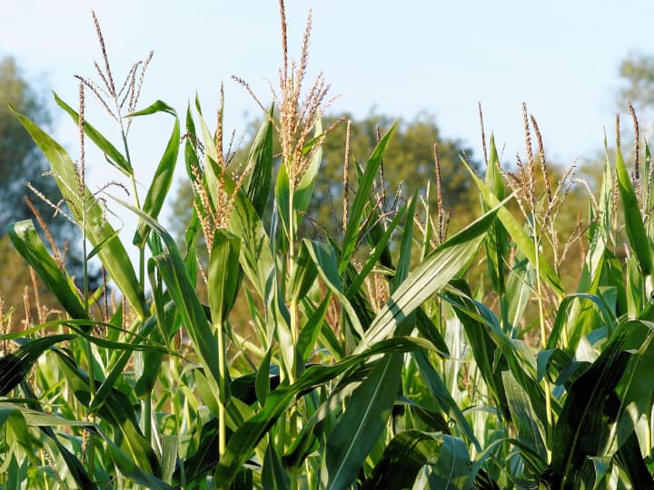 Animal Green Feed: गर्मियों में पशु काफी सुस्त हो जाते हैं. कई पशुओं को लू लगने से बीमारियां हो जाती है और पशु दूध देना कम कर देते हैं. ऐसे में दुधारू पशुओं को विशेष हरी घास खिलाने की सलाह देते हैं