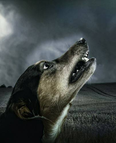 રાત્રે કૂતરા કેમ રડે છે ? કારણ છે ચોંકાવનારું