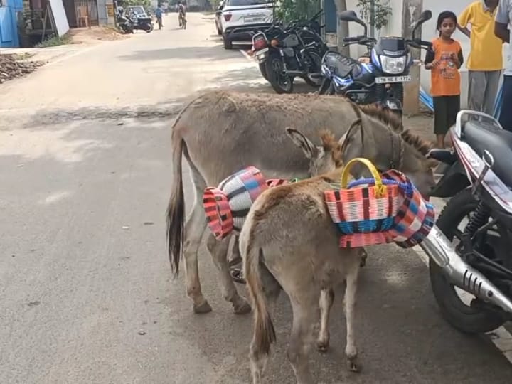 ஒரு லிட்டர் பால் ரூ. 5 ஆயிரம்... கோவில்பட்டியில் கழுதை பால் விற்பனை அமோகம்