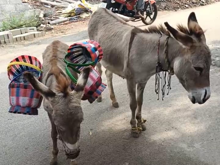 ஒரு லிட்டர் பால் ரூ. 5 ஆயிரம்... கோவில்பட்டியில் கழுதை பால் விற்பனை அமோகம்