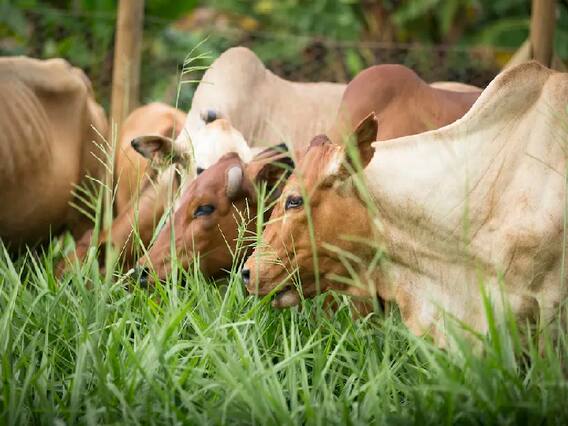 Animal Feed: पशुओं को खिलाएंगे ये घास तो नहीं पनपेगी कोई बीमारी...गर्मी में भी एक्टिव रहेंगे आपके दुधारू पशु!