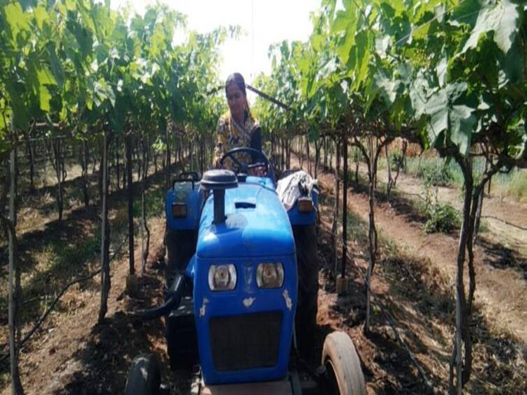 maharashtra nashik news women farmer of Malegaon managing six hectare farm at dabhadi Maharashtra Nashik Women Farmer : एफवायबीएपर्यंत शिक्षण, पती-सासूबाईंची साथ, सहा हेक्टर शेती सांभाळणारी मालेगावची महिला शेतकरी 