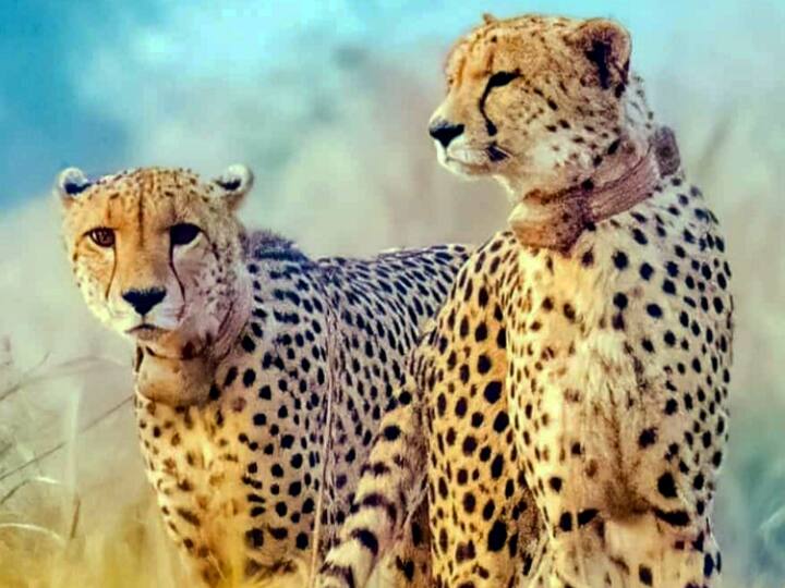 MP news After Kuno Cheetahs will now be resettled in Rajasthan's Mukundra National Park ann MP News: मध्य प्रदेश के बाद राजस्थान होगा चीतों का दूसरा घर! इस नेश्नल पार्क में किए जाएंगे शिफ्ट