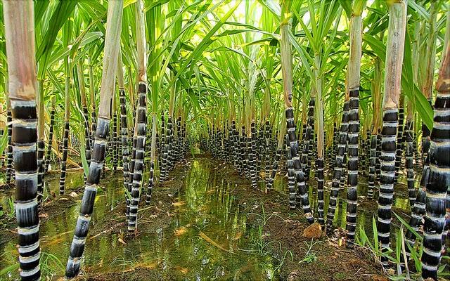 எதிர்க்கட்சி தொகுதிகளுக்கு அரசியல் காழ்ப்புணர்சி காரணமாக தண்ணீரை திறக்க மறப்பது ஏன்? - ஆர்.பி.உதயகுமார் கேள்வி