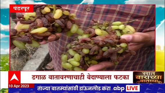 Saat Barachya Batmya : 7/12 : अवकाळीचा द्रशाला फटका, बेदाण्यांचे दर घसरले 50 रुपयांपर्यंत ABP Majha