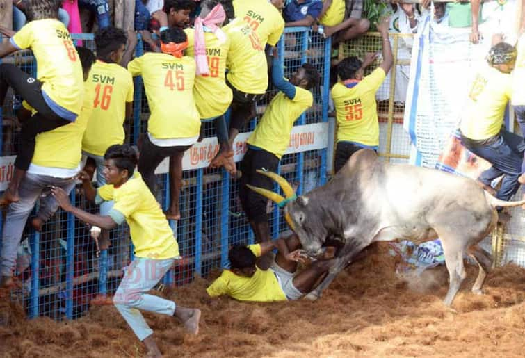 Pudukottai district, 33 people were injured after cows ran over them in the jallikattu competition TNN புதுக்கோட்டை மாவட்ட  ஜல்லிக்கட்டு போட்டியில் மாடுகள் முட்டி 33 பேர் காயம்