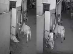 सांड ने दादी पर हमला किया तो पोते ने जान पर खेलकर बचाई जान, दिल दहला देगा ये Video 