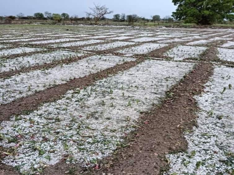Nashik news Unseasonal rain again in Nashik district, damage to crops maharashtra Nashik Rain Update : अवकाळी पुन्हा बरसला, स्वप्नांचा चिखल; नाशिक जिल्ह्यातील शेतकरी मेटाकुटीला 