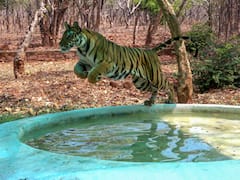 भारत में बाघों का शिकार करना भले ही अवैध फिर भी मांग बहुत ज्यादा, रिपोर्ट में खुलासा