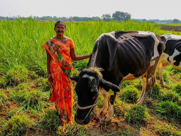 पशु विशेषज्ञों की मानें तो गर्मी में गाय-भैसों के विशेष देखभाल के साथ हरे चारे की सख्त आवश्यकता होती है दिन में दो बार पशु चारा खिलाने से पशुओं को गर्मी के दुष्प्रभावों से बचाया जा सकता है. हरा चारा ना सिर्फ पशुओं की सेहत को दुरुस्त रखता है, बल्कि ये पशुओं में हाइड्रेशन भी बढ़ाता है. पशुओं को नियमित हरा चारा खिलाने से दूध की मात्रा में भी कमी नहीं आती. अब सबसे बड़ा सवाल यही है कि गर्मी में पशुओं को कौन सा पशु चारा खिलाएं?