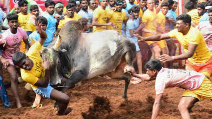 புதுக்கோட்டை மாவட்ட  ஜல்லிக்கட்டு போட்டியில் மாடுகள் முட்டி 33 பேர் காயம்