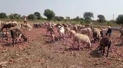 Onion : अवकाळीचा कांद्याला फटका, कांद्यावर शेळ्या-मेंढ्या सोडण्याची वेळ