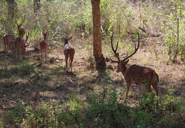 ஆஸ்கர் விருது வென்ற எலிஃபெண்ட் விஸ்பரரஸ் படத்தில் இடம் பெற்றிருந்த பொம்மன்-பெள்ளி ஆகியோரை சந்தித்தார்.