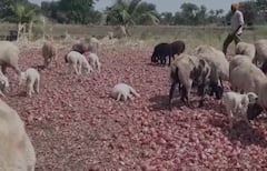 Onion : अवकाळीचा कांद्याला फटका, कांद्यावर शेळ्या-मेंढ्या सोडण्याची वेळ