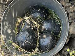 क्या दिल्ली को दहलाने की साजिश थी? 50 दिनों से नरेला के खेतों में छिपा रखे थे ग्रेनेड