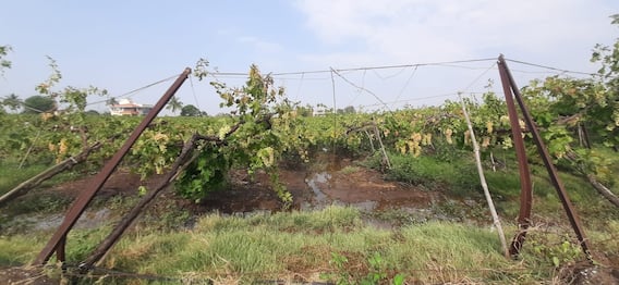 नाशिकमध्ये अवकाळी पावसाने होत्याचं नव्हतं केलं!