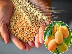 सोने-सी चमक वाले शरबती गेहूं को मिला जीआई टैग...सुंदरजा आम समेत 9 उत्पाद जीआई क्लब में शामिल, ये हैं खूबियां!