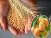 GI Tag: सोने-सी चमक वाले शरबती गेहूं को मिला जीआई टैग...सुंदरजा आम समेत 9 उत्पाद जीआई क्लब में शामिल, ये हैं खूबियां!