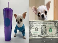Florida Dog At A Height Of 3.59 Inches Is Tinier Than A Popsicle, Sets Guinness World Record