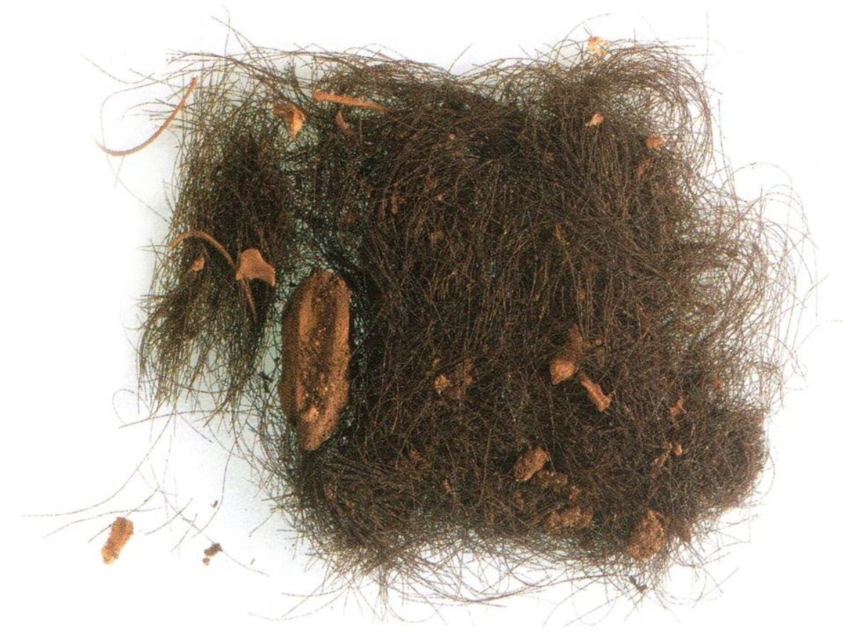 Ancient Humans Used Hallucinogenic Drugs, Analysis Of 3,000-Year-Old Hair Strands From Spain Reveals