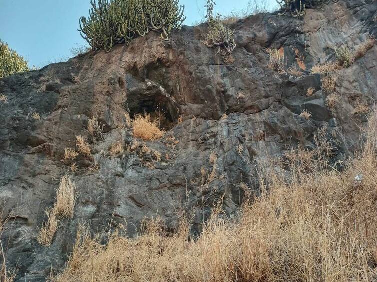 maharashtra news nashik news Eleven caves found in Nashiks Ramshej Fort rare plants and birds found Nashik Ramshej Fort : नाशिकच्या रामशेज किल्ल्यावर सापडल्या अकरा गुहा, दुर्मिळ वनस्पतींसह पक्षीही आढळले!