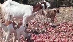 Onion : अवकाळीचा कांद्याला फटका, कांद्यावर शेळ्या-मेंढ्या सोडण्याची वेळ