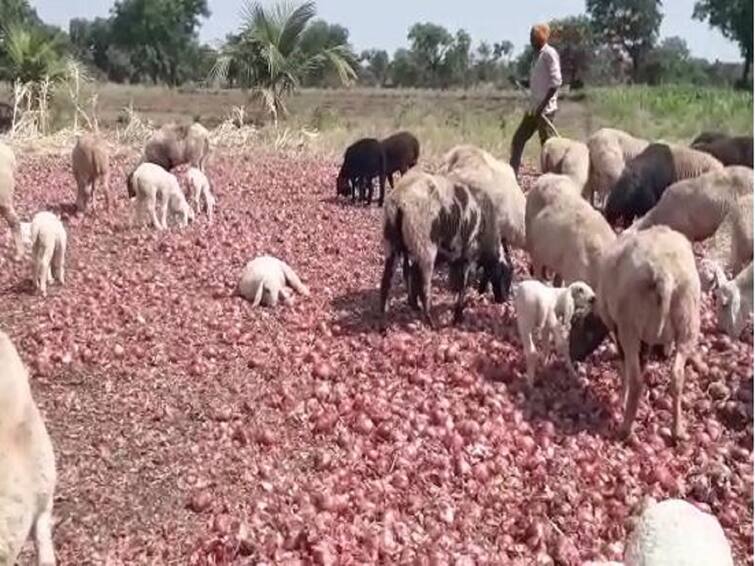 Maharashtra Agriculture News Rain Unseasonal rains hit onion crop in Nashik district  Nashik Rain : नाशिकमध्ये अवकाळीचा कांद्याला फटका, बाजारात विक्री होत नसल्यानं शेळ्या-मेंढ्या सोडण्याची वेळ