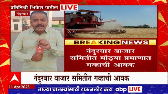 Nandurbar : ढगाळ वातावरण आणि पावसामुळे नंदुरबार बाजार समितीत गव्हाची आवक वाढली