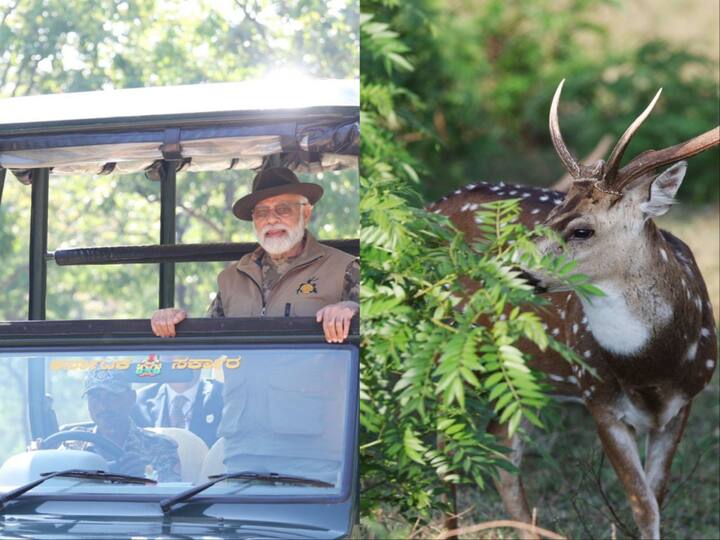 PM Modi visited Bandipur Tiger Reserve in Karnataka. The prime minister's visits to the wildlife sanctuaries commemorated 50th anniversary of 'Project Tiger'. (Photo: Twitter/Narendra Modi)