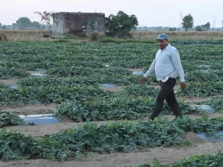 बिना यूरिया-डीएपी के 20 एकड़ में मुनाफा ले रहा किसान…इस तरकीब से आधा हो गया खेती का खर्च!