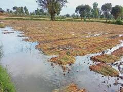 मार्चमध्ये नुकसान झालेल्या शेतकऱ्यांना 177 कोटींची भरपाई, वाचा कोणत्या विभागात किती निधी? 