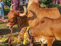 'इंसान के लिए अच्छा नहीं है गौमूत्र', आईवीआरआई की रिपोर्ट में दावा