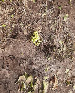 Nashik Unseasonal Rain : नाशिकमध्ये अवकाळी पावसाने होत्याचं नव्हतं केलं, पाहा नुकसानीचे फोटो