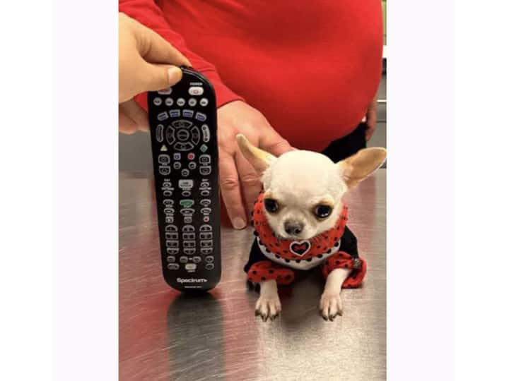 Worlds smallest dog named pearl its size is like a dollar note ये है दुनिया में अब तक का सबसे छोटा कुत्ता, कागज का एक नोट भी इसके सामने है बड़ा