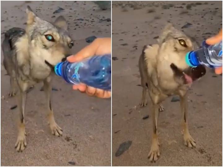 Man gives water to a wolf wandering in the desert Video: रेगिस्तान में प्यासे भटक रहे भेड़िए को शख्स ने पिलाया पानी, हर कोई कर रहा सराहना