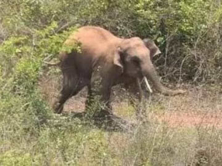 Balrampur Elephant Comming From Jharkhand Created Terror Killed Villager ANN Balrampur Elephant Terror : बलरामपुर में झारखंड से आए हाथी ने मचाया आतंक, ग्रामीण की कुचल कर ले ली जान