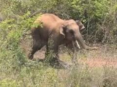 छत्तीसगढ़ के बलरामपुर में झारखंड से आए हाथी ने मचाया आतंक, ग्रामीण की कुचल कर ले ली जान