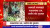 Dharashiv Rain Affected : धाराशिवमध्ये अवकाळी पावसामुळे फळबागांसह ऊस ज्वारीचं मोठं नुकसान