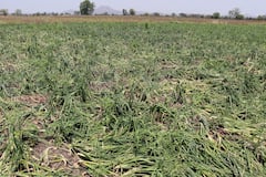 Photo : छ. संभाजीनगरचे पालकमंत्री भुमरे शेतकऱ्यांच्या बांधावर, केली नुकसानग्रस्त भागाची पाहणी