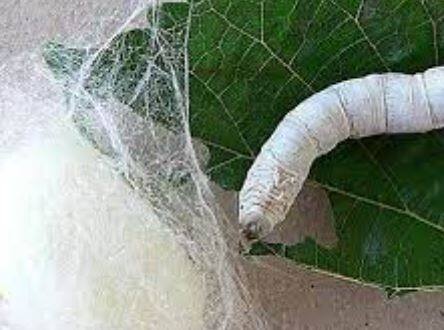 पुणे जिल्ह्यात 2022-23  या वर्षात आत्तापर्यंत दोन लाख  किलोपेक्षा अधिक रेशीम कोषाचं वार्षिक उत्पादन झाल्याची माहिती जिल्हा रेशीम विकास अधिकारी संजय फुले यांनी दिली आहे.