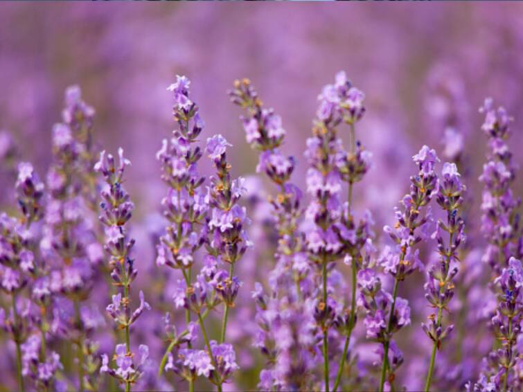 Know How Lavender Can Help To Reduce Anxiety And Stress Know How Lavender Can Help To Reduce Anxiety And Stress