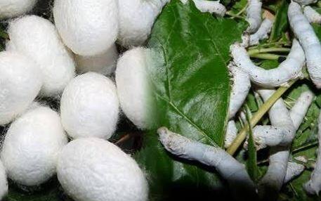 पुणे जिल्ह्यात रेशीम कोषाच्या उत्पादनात (Silk Production) चांगली वाढ झाली आहे.