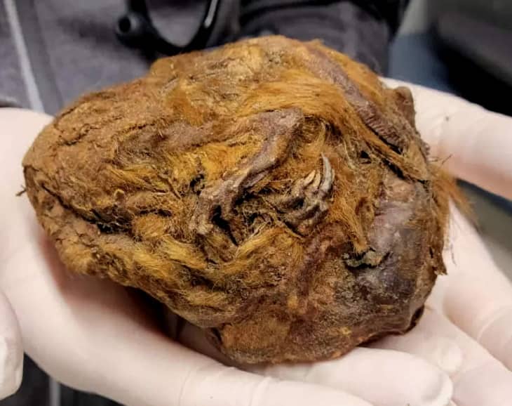 Oldest Squirrel Fossil: खोज रहे थे सोना, तभी खुदाई में मिली अजीबोगरीब गेंद, वैज्ञानिकों का दावा- ये है 30,000 साल पहले मरे जानवर की ममी