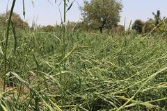 Photo : छ. संभाजीनगरचे पालकमंत्री भुमरे शेतकऱ्यांच्या बांधावर, केली नुकसानग्रस्त भागाची पाहणी