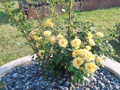 In Pics: उदयपुर में महकने लगी गुलाब की खुशबू, रिडेवलपमेंट के बाद 66 प्रजातियों से सजा गुलाब बाग, देखें तस्वीरें