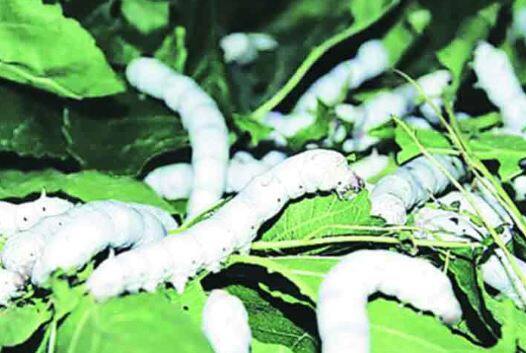 बारामती कृषी उत्पन्न बाजार समिती आणि रेशीम संचालनालय यांच्याकडून कोषांची खरेदी