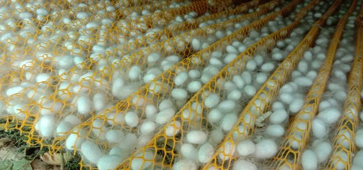 पुणे जिल्ह्यात रेशीम कोषाच्या उत्पादनात (Silk Production) चांगली वाढ झाली आहे.