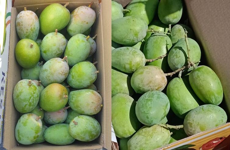 Mango Price: After unseasonal rains in the state the income of mangoes has increased know what is the price Mango Price:  રાજ્યમાં કમોસમી વરસાદ બાદ કેરીની આવકમાં થયો વધારો, જાણો શું છે ભાવ